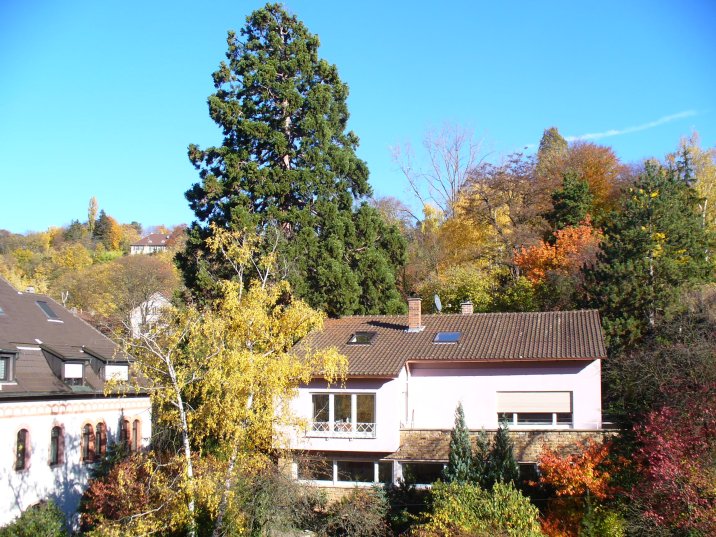 Firmensitz mit Mamutbaum im Hintergrund